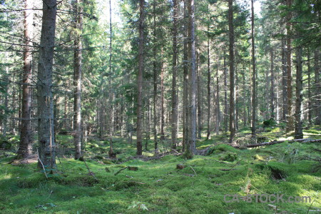 Tree green forest.