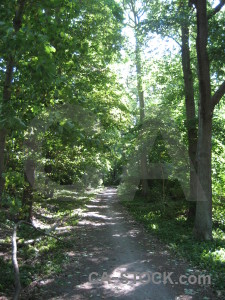 Tree green path.