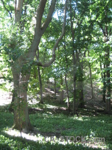 Tree green path.