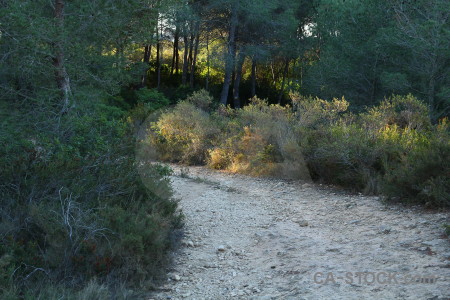 Tree green path.