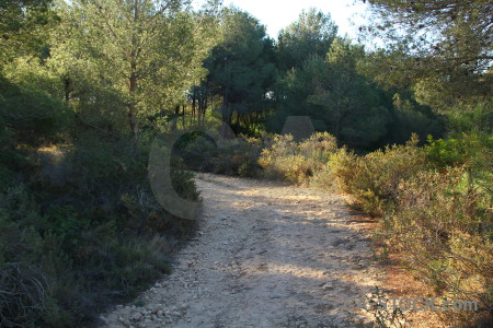 Tree green path.