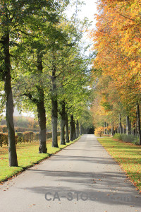 Tree green path orange yellow.