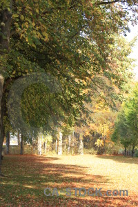 Tree green path yellow.