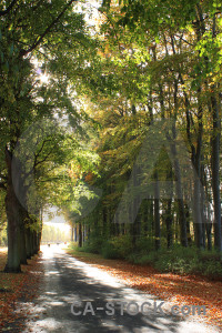 Tree green path yellow.