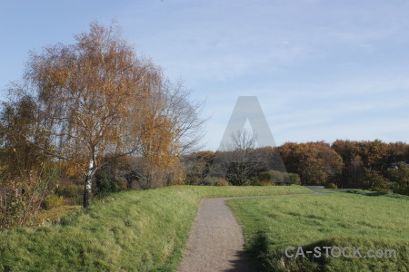 Tree green single path.