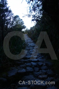Tree inca trail peru path andes.