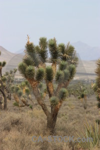 Tree joshua tree single rock.