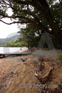 Tree lake hauroko sand new zealand south island.