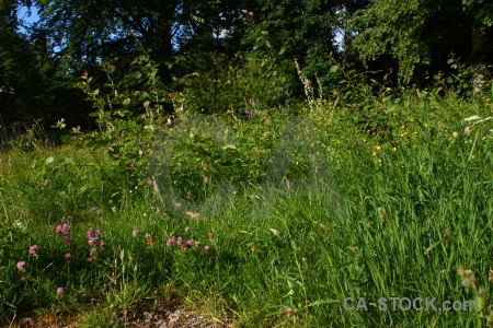 Tree meadow field grass green.