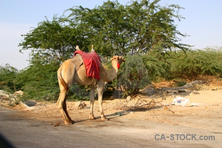 Tree middle east camel western asia jordan.