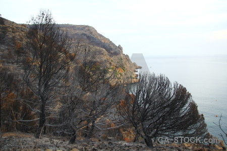 Tree montgo fire ash javea spain.