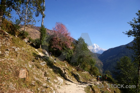 Tree nepal mountain path trek.