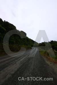 Tree new zealand road hill south island.