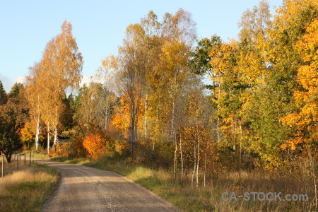 Tree orange yellow path brown.