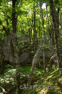 Tree patagonia forest el chalten argentina.