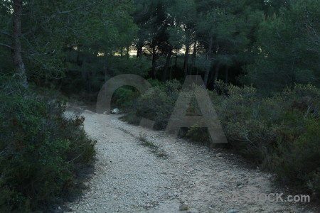 Tree path.