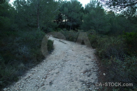 Tree path.