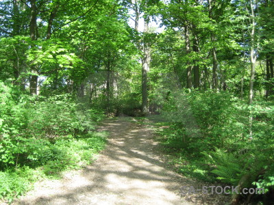 Tree path green.