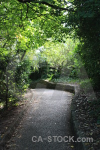 Tree path green.