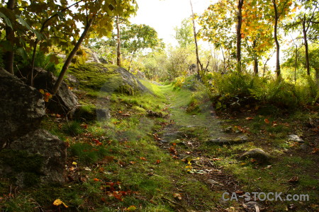 Tree path green yellow forest.