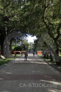 Tree punta arenas south america chile patagonia.