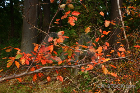 Tree red orange branch leaf.