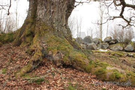 Tree root single brown white.