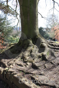 Tree root white.