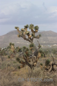 Tree single joshua tree rock.