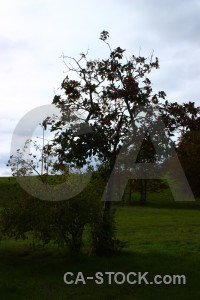 Tree single white.