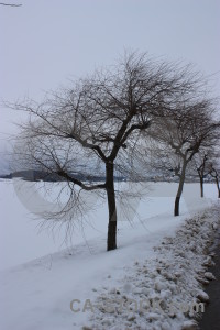 Tree snow winter landscape single.