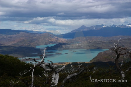 Tree south america patagonia mountain chile.