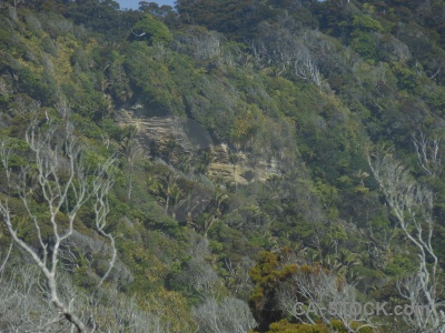 Tree south island rock bush dolomite point.