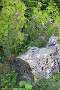 Tree stump green.