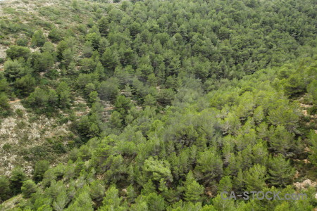 Tree texture green.