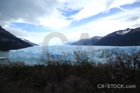 Tree water patagonia lake argentino ice.