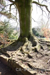 Tree white root.