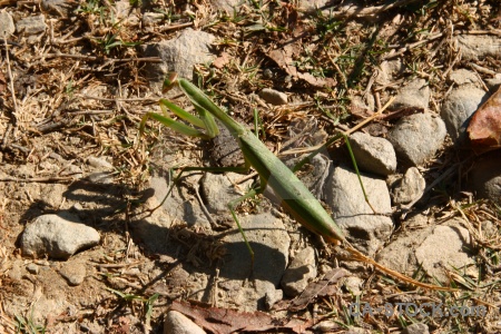 Trek asia modi khola valley stone animal.
