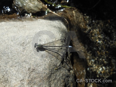 Trek dragonfly asia modi khola valley insect.