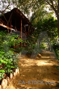 Tropical asia tree building phi island.