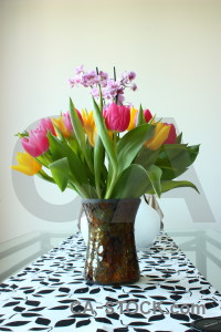 Tulip plant bouquet flower vase.