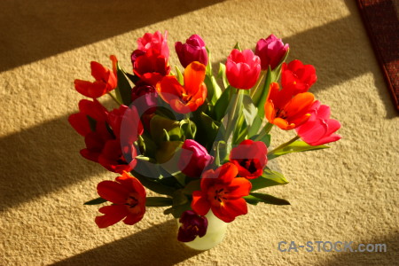 Tulip plant flower bouquet vase.