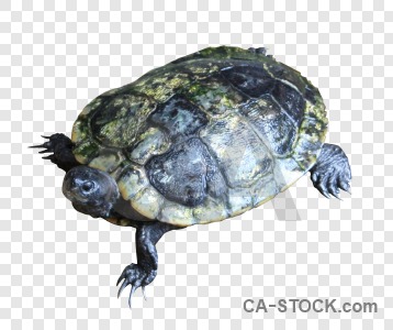 Turtle animal cut out transparent.