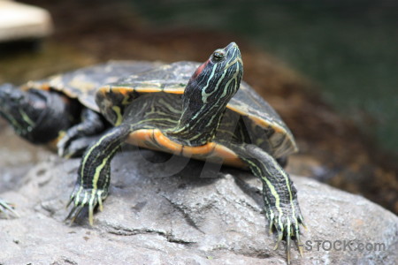 Turtle animal reptile.