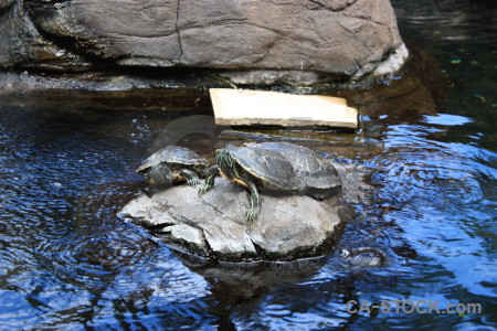 Turtle reptile animal blue.