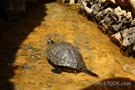 Turtle yellow orange reptile brown.