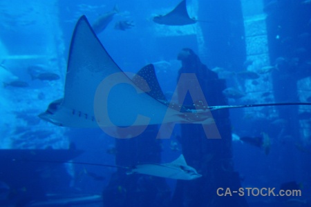 Uae dubai underwater water animal.