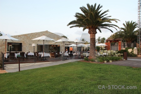 Umbrella palm tree javea building grass.