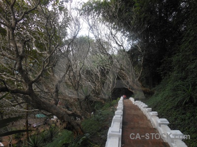 Unesco mount phu si tree person phousi.