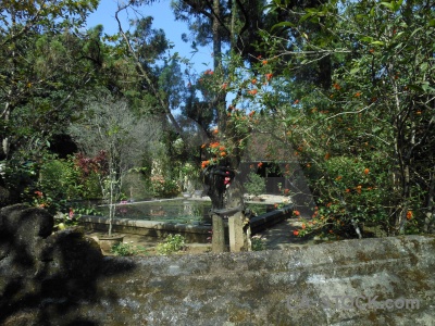 Vietnam garden water an hien house plant.